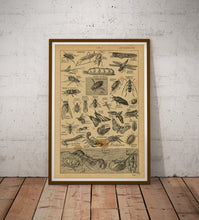 Load image into Gallery viewer, Vintage Insect Illustration Poster – French Language, Retro Entomology Print, Bug Wall Art, Natural History Science Chart, Nature Decor