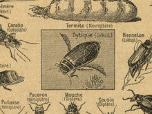 Load image into Gallery viewer, Vintage Insect Illustration Poster – French Language, Retro Entomology Print, Bug Wall Art, Natural History Science Chart, Nature Decor