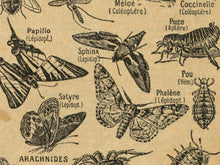 Load image into Gallery viewer, Vintage Insect Illustration T-Shirt | Retro Entomology Bug Graphic Tee