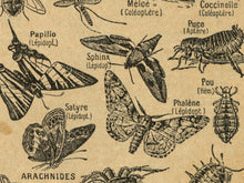 Load image into Gallery viewer, Vintage Insect Illustration Poster – French Language, Retro Entomology Print, Bug Wall Art, Natural History Science Chart, Nature Decor