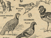 Load image into Gallery viewer, Vintage French Birds Poster – Antique Ornithology Illustration Print, Natural History Bird Art, Birdwatcher Gift