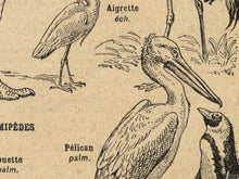 Load image into Gallery viewer, Vintage French Birds Poster – Antique Ornithology Illustration Print, Natural History Bird Art, Birdwatcher Gift