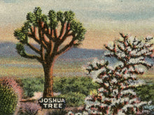 Load image into Gallery viewer, Cactus Species of the Desert POSTER! - up to 24x36 - Vintage Postcard - Antique - Southwest - Plants - Joshua Tree - Saguaro