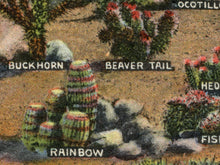 Load image into Gallery viewer, Cactus Species of the Desert POSTER! - up to 24x36 - Vintage Postcard - Antique - Southwest - Plants - Joshua Tree - Saguaro