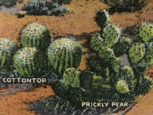 Load image into Gallery viewer, Cactus Species of the Desert POSTER! - up to 24x36 - Vintage Postcard - Antique - Southwest - Plants - Joshua Tree - Saguaro