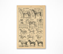 Load image into Gallery viewer, Vintage French Horse Cheval Poster - Up to 24x36 - Antique Dictionary Art Print