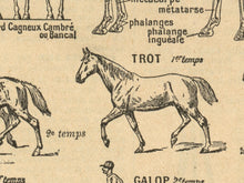Load image into Gallery viewer, Vintage French Horse Cheval Poster - Up to 24x36 - Antique Dictionary Art Print