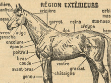 Load image into Gallery viewer, Vintage French Horse Cheval Poster - Up to 24x36 - Antique Dictionary Art Print