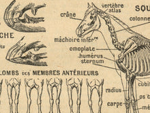 Load image into Gallery viewer, Vintage French Horse Cheval Poster - Up to 24x36 - Antique Dictionary Art Print