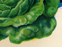 Load image into Gallery viewer, Vintage Lettuce Seed Packet POSTER! (up to 24" x 36") - Kitchen - Vegetables - Garden