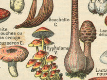 Load image into Gallery viewer, Vintage French Mushroom PRINTS - 1931 Art Champignon Truffle Rustic
