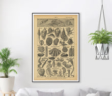 Load image into Gallery viewer, Vintage Sea Creatures Poster – 1930's Dictionary Illustration Art Print – Mollusks, Seashells, Octopi, Snails
