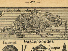 Load image into Gallery viewer, Vintage Sea Creatures Poster – 1930's Dictionary Illustration Art Print – Mollusks, Seashells, Octopi, Snails