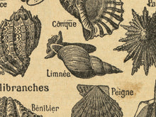 Load image into Gallery viewer, Vintage Sea Creatures Poster – 1930's Dictionary Illustration Art Print – Mollusks, Seashells, Octopi, Snails
