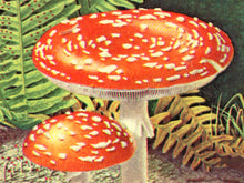 Load image into Gallery viewer, Vintage Mushroom & Fern Poster – Non-Flowering Plants Botanical Print (Ferns, Mosses, Lichens, Fungi) – 1967