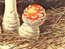 Load image into Gallery viewer, Vintage Mushroom & Fern Poster – Non-Flowering Plants Botanical Print (Ferns, Mosses, Lichens, Fungi) – 1967