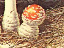 Load image into Gallery viewer, Non-Flowering Plants Mushroom T-Shirt – Retro Botanical Fungi Tee (Unisex Front + Back Print)