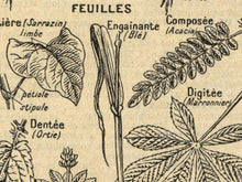 Load image into Gallery viewer, Vintage Plants Diagram Poster - French Language Dictionary Art Print