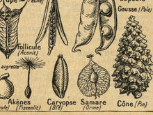 Load image into Gallery viewer, Vintage Plants Diagram Poster - French Language Dictionary Art Print