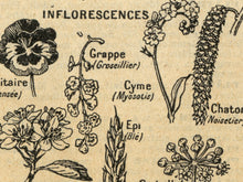 Load image into Gallery viewer, Vintage Plants Diagram Poster - French Language Dictionary Art Print