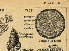 Load image into Gallery viewer, Vintage Plants Diagram Poster - French Language Dictionary Art Print