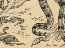Load image into Gallery viewer, Vintage Reptile Illustrations POSTER! (up to 24" x 36") - c. 1906 - French Dictionary - Steampunk - Victorian - Antique - Hand Drawn Art