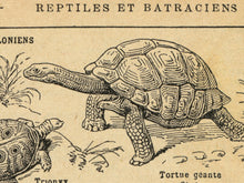 Load image into Gallery viewer, Vintage Reptile Illustrations POSTER! (up to 24" x 36") - c. 1906 - French Dictionary - Steampunk - Victorian - Antique - Hand Drawn Art