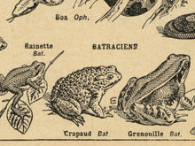 Load image into Gallery viewer, Vintage Reptile Illustrations POSTER! (up to 24" x 36") - c. 1906 - French Dictionary - Steampunk - Victorian - Antique - Hand Drawn Art