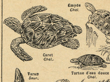 Load image into Gallery viewer, Vintage Reptile Illustrations POSTER! (up to 24" x 36") - c. 1906 - French Dictionary - Steampunk - Victorian - Antique - Hand Drawn Art