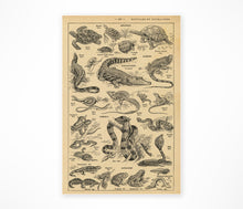 Load image into Gallery viewer, Vintage Reptile Illustrations POSTER! (up to 24" x 36") - c. 1906 - French Dictionary - Steampunk - Victorian - Antique - Hand Drawn Art