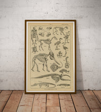 Load image into Gallery viewer, Vintage Skeleton Anatomy Poster – Antique Zoology Wall Art Print, Scientific Illustration of Animal Bones & Human Anatomy