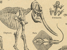 Load image into Gallery viewer, Vintage Animal Skeleton Diagram T-Shirt – French Science & Nature Inspired Shirt