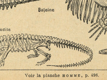 Load image into Gallery viewer, Vintage Skeleton Anatomy Poster – Antique Zoology Wall Art Print, Scientific Illustration of Animal Bones & Human Anatomy