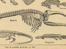 Load image into Gallery viewer, Vintage Animal Skeleton Diagram T-Shirt – French Science & Nature Inspired Shirt
