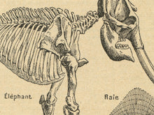 Load image into Gallery viewer, Vintage Skeleton Anatomy Poster – Antique Zoology Wall Art Print, Scientific Illustration of Animal Bones & Human Anatomy