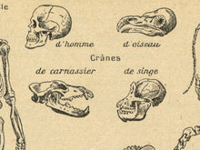 Load image into Gallery viewer, Vintage Skeleton Anatomy Poster – Antique Zoology Wall Art Print, Scientific Illustration of Animal Bones & Human Anatomy