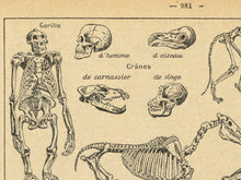 Load image into Gallery viewer, Vintage Animal Skeleton Diagram T-Shirt – French Science & Nature Inspired Shirt