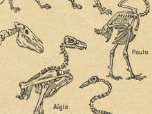 Load image into Gallery viewer, Vintage Skeleton Anatomy Poster – Antique Zoology Wall Art Print, Scientific Illustration of Animal Bones & Human Anatomy