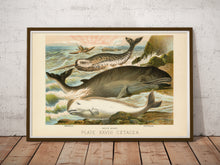 Load image into Gallery viewer, Vintage Whale Illustration Poster – Narwhal, Beluga & Rorqual Ocean Art Print – Antique Marine Biology Wall Decor – Natural History