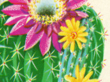 Load image into Gallery viewer, Cactus Vintage Seed Packet POSTER! (up to 24" x 36") - Southwest - Decoration - Succulent - Desert - Pop Art - Antique