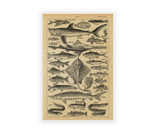 Load image into Gallery viewer, French Fish Art POSTER! (up to 24" x 36") - Vintage French Dictionary Art Print - Poisson