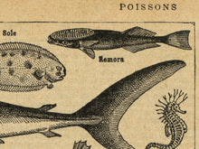 Load image into Gallery viewer, French Fish Art POSTER! (up to 24" x 36") - Vintage French Dictionary Art Print - Poisson