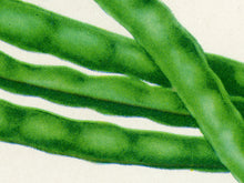 Load image into Gallery viewer, Black Eye Peas Seed Packet POSTER! (up to 24" x 36") - Kitchen - Vegetables - Garden