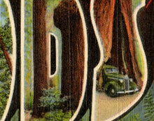 Load image into Gallery viewer, Redwoods of California Vintage Postcard POSTER! (up to 24" x 36") - Antique - Travel