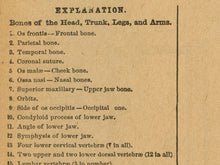 Load image into Gallery viewer, 1906 Human Skeleton POSTER! (up to 24" x 36") - Webster Dictionary - Vintage - Antique - Bones - Anatomy - Classroom - Chart - Illustration