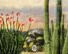Load image into Gallery viewer, Vintage Desert Cacti POSTER! (up to full-size 24 x 36) - 1945 - Postcard - Cactus - Southwest - Antique - Joshua Tree - National Parks