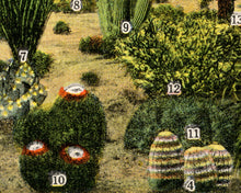 Load image into Gallery viewer, Vintage Desert Cacti POSTER! (up to full-size 24 x 36) - 1945 - Postcard - Cactus - Southwest - Antique - Joshua Tree - National Parks