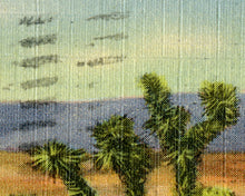 Load image into Gallery viewer, 1946 Cacti of the Old Southwest POSTER! - Cactus - Vintage Postcard - Joshua Tree - Mezcal - Cholla - Desert - Art