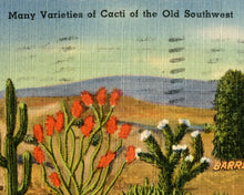 Load image into Gallery viewer, 1946 Cacti of the Old Southwest POSTER! - Cactus - Vintage Postcard - Joshua Tree - Mezcal - Cholla - Desert - Art