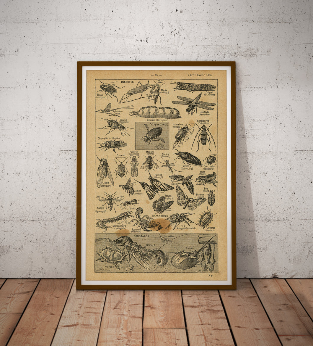 Vintage Insect Illustration Poster – French Language, Retro Entomology Print, Bug Wall Art, Natural History Science Chart, Nature Decor